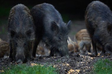 Vahşi domuzlar sürüsü, her yaştan yabani domuzlar, gün batımından sonra ormanda kök salıyorlar. 