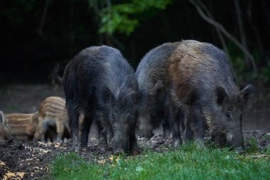 Vahşi domuzlar sürüsü, her yaştan yabani domuzlar, gün batımından sonra ormanda kök salıyorlar. 