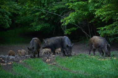 Vahşi domuzlar sürüsü, her yaştan yabani domuzlar, gün batımından sonra ormanda kök salıyorlar. 