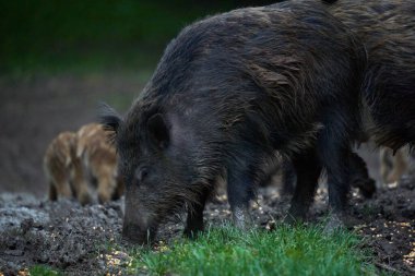 Vahşi domuzlar sürüsü, her yaştan yabani domuzlar, gün batımından sonra ormanda kök salıyorlar. 