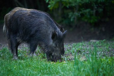 Vahşi domuzlar sürüsü, her yaştan yabani domuzlar, gün batımından sonra ormanda kök salıyorlar. 