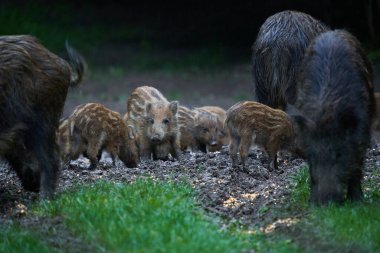 Vahşi domuzlar sürüsü, her yaştan yabani domuzlar, gün batımından sonra ormanda kök salıyorlar. 