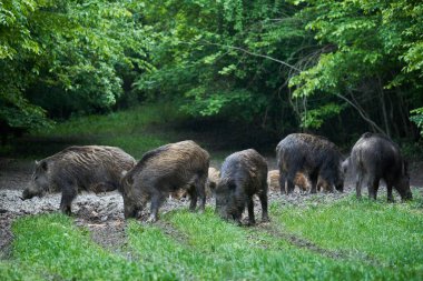 Vahşi domuzlar sürüsü, her yaştan yabani domuzlar, gün batımından sonra ormanda kök salıyorlar. 
