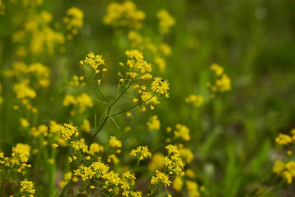 Closeup Keř Žlutých Horských Květin — Stock fotografie