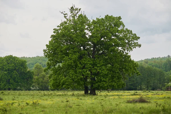森の前の牧草地にある巨大な百年のオークの木 — ストック写真