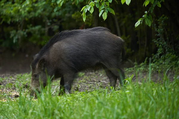 Large young wild hog, feral pig, in the forest after sunset