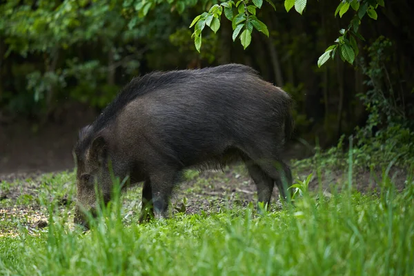 Large Young Wild Hog Feral Pig Forest Sunset — Stock Photo, Image
