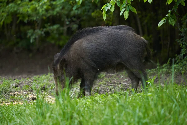 Große Junge Wildschweine Wildschweine Wald Nach Sonnenuntergang — Stockfoto