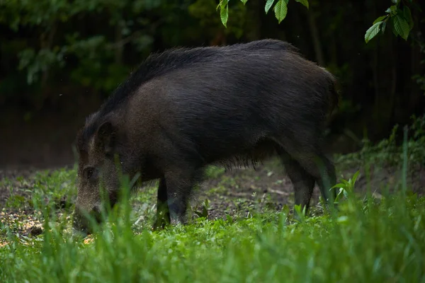 Large young wild hog, feral pig, in the forest after sunset