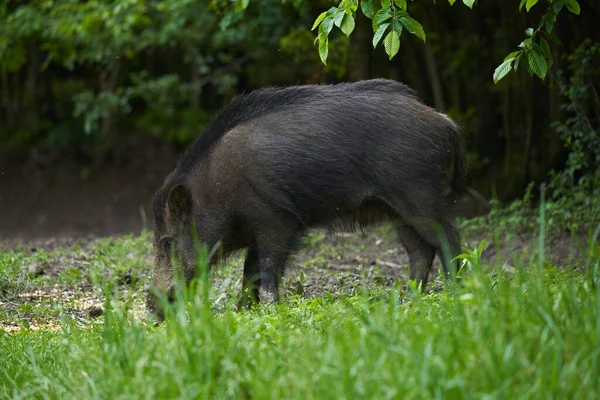 Große Junge Wildschweine Wildschweine Wald Nach Sonnenuntergang — Stockfoto