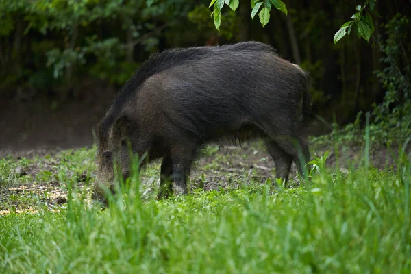 Grand Jeune Porc Sauvage Cochon Sauvage Dans Forêt Après Coucher — Photo