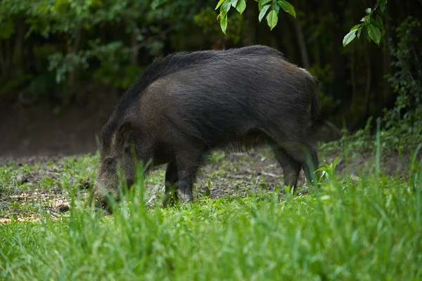 Duża Młoda Dzika Świnia Zdziczała Świnia Lesie Zachodzie Słońca — Zdjęcie stockowe