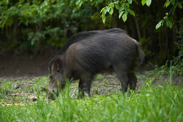 Duża Młoda Dzika Świnia Zdziczała Świnia Lesie Zachodzie Słońca — Zdjęcie stockowe