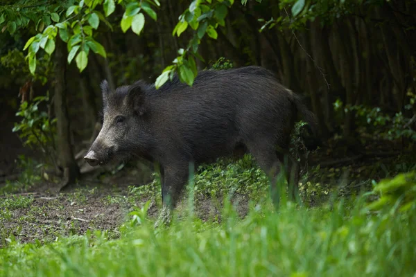 Grand Jeune Porc Sauvage Cochon Sauvage Dans Forêt Après Coucher — Photo