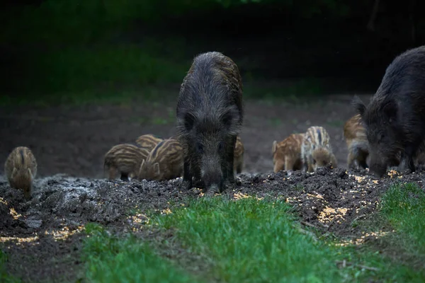 Manada Porcos Selvagens Porcos Selvagens Todas Idades Enraizamento Floresta Após — Fotografia de Stock