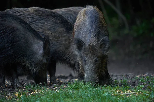 成群的野猪 各种年龄的野猪 日落后在森林里生根 — 图库照片