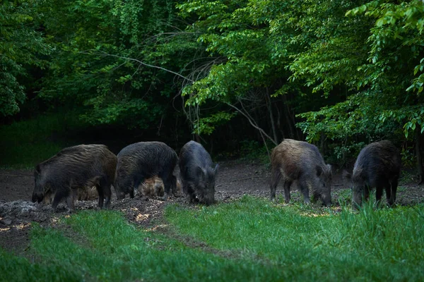 成群的野猪 各种年龄的野猪 日落后在森林里生根 — 图库照片