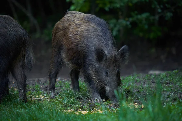 Herde Von Wildschweinen Wildschweinen Jeden Alters Die Nach Sonnenuntergang Wald — Stockfoto