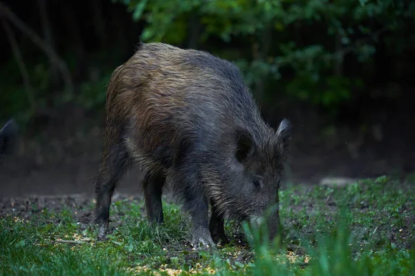 연령의 돼지의 숲에서 휴식을 취한다 — 스톡 사진