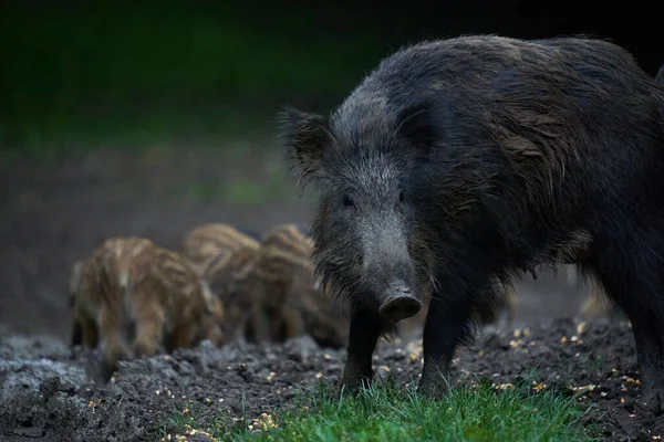 野生の豚の群れ 野生の豚 すべての年齢層の 森の中で応援 日没後 — ストック写真