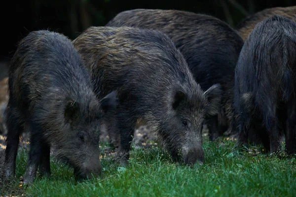 Manada Porcos Selvagens Porcos Selvagens Todas Idades Enraizamento Floresta Após — Fotografia de Stock