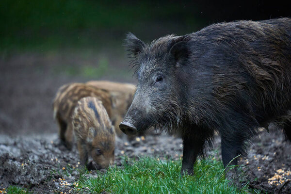 Herd of wild hogs, feral pigs, of all ages, rooting in forest, after sunset 