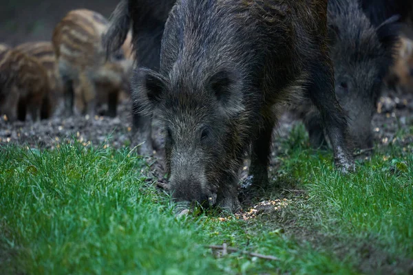 연령의 돼지의 숲에서 휴식을 취한다 — 스톡 사진