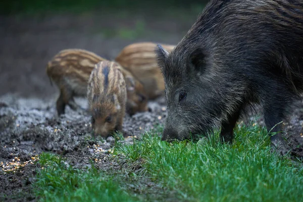 Herd of wild hogs, feral pigs, of all ages, rooting in forest, after sunset