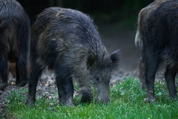 Herd Wild Hogs Feral Pigs All Ages Rooting Forest Sunset — Stock Photo, Image