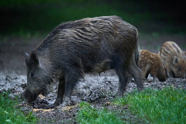 Troupeau Porcs Sauvages Porcs Sauvages Tous Âges Enracinés Dans Forêt — Photo
