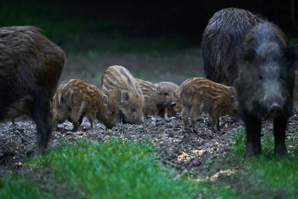 Herde Von Wildschweinen Wildschweinen Jeden Alters Die Nach Sonnenuntergang Wald — Stockfoto