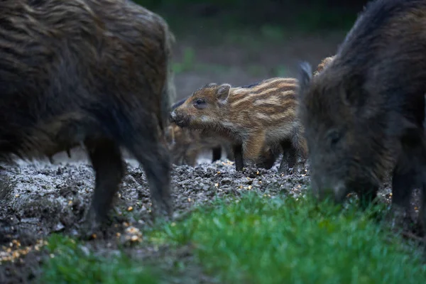 Troupeau Porcs Sauvages Porcs Sauvages Tous Âges Enracinés Dans Forêt — Photo