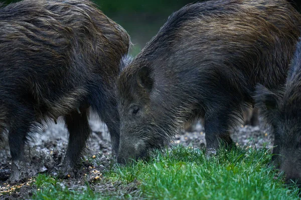 野生の豚の群れ 野生の豚 すべての年齢層の 森の中で応援 日没後 — ストック写真