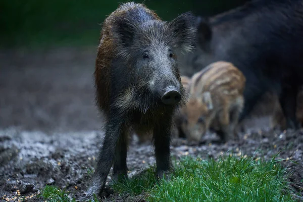 Herd Wild Hogs Feral Pigs All Ages Rooting Forest Sunset — Stock Photo, Image