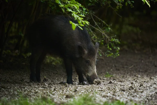 大規模な若い野生の豚 野生の豚 森の中で日没後 ロイヤリティフリーのストック画像