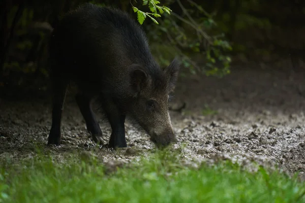 Large Young Wild Hog Feral Pig Forest Sunset Stock Picture