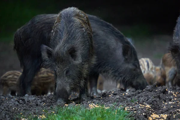 Manada Porcos Selvagens Porcos Selvagens Todas Idades Enraizamento Floresta Após Fotos De Bancos De Imagens Sem Royalties