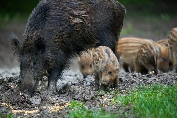 成群的野猪 各种年龄的野猪 日落后在森林里生根 图库图片