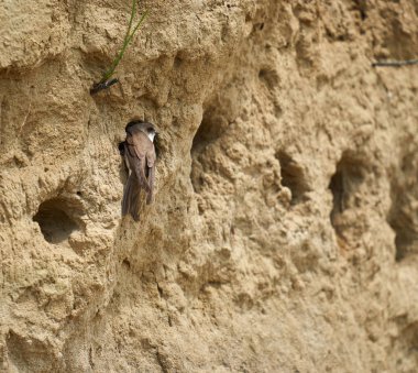 Sand Martin, Riparia Riparia, bir çamur bankasındaki koloni.
