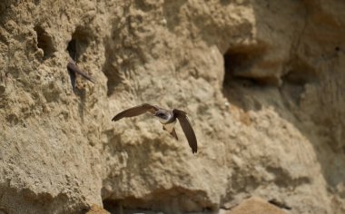 Sand Martin, Riparia Riparia, bir çamur bankasındaki koloni.