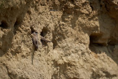 Sand Martin, Riparia Riparia, bir çamur bankasındaki koloni.