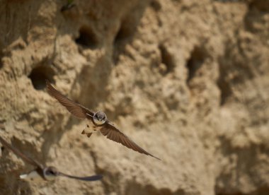 Sand Martin, Riparia Riparia, bir çamur bankasındaki koloni.