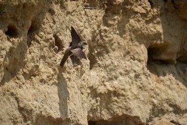 Sand Martin, Riparia Riparia, bir çamur bankasındaki koloni.