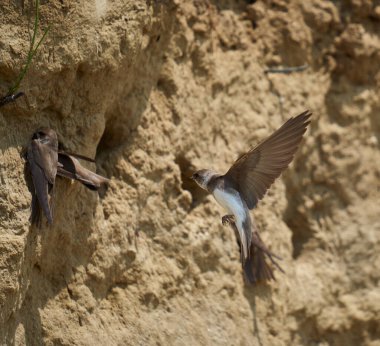 Sand Martin, Riparia Riparia, bir çamur bankasındaki koloni.