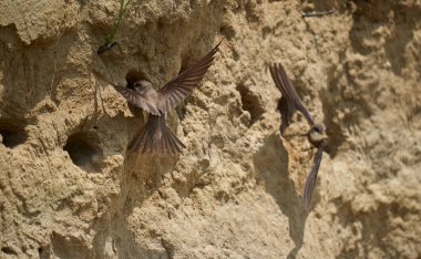 Sand Martin, Riparia Riparia, bir çamur bankasındaki koloni.