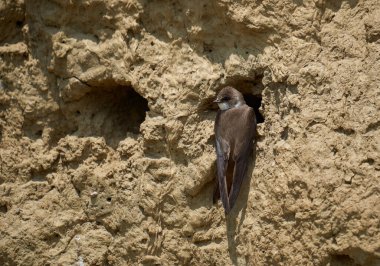 Sand Martin, Riparia Riparia, bir çamur bankasındaki koloni.