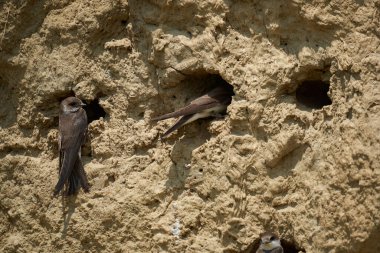 Sand Martin, Riparia Riparia, bir çamur bankasındaki koloni.