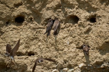 Sand Martin, Riparia Riparia, bir çamur bankasındaki koloni.