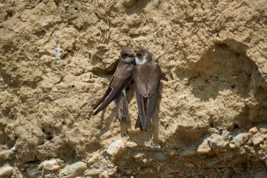 Sand Martin, Riparia Riparia, bir çamur bankasındaki koloni.