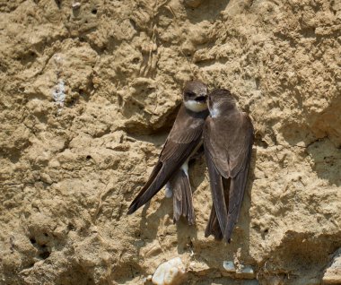 Sand Martin, Riparia Riparia, bir çamur bankasındaki koloni.
